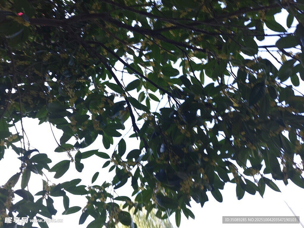繁茂枝叶的绿意景致