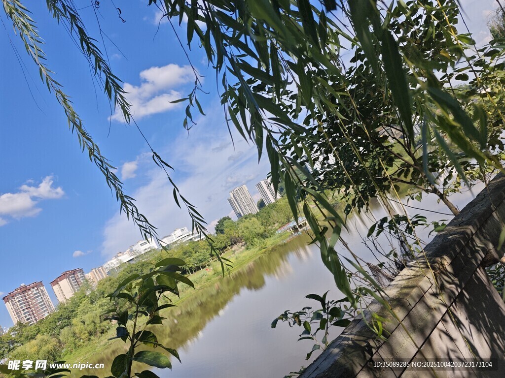 河畔垂柳蓝天美景