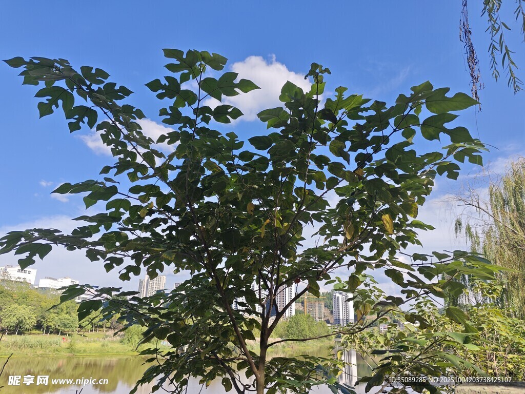 阳光下的绿树与蓝天