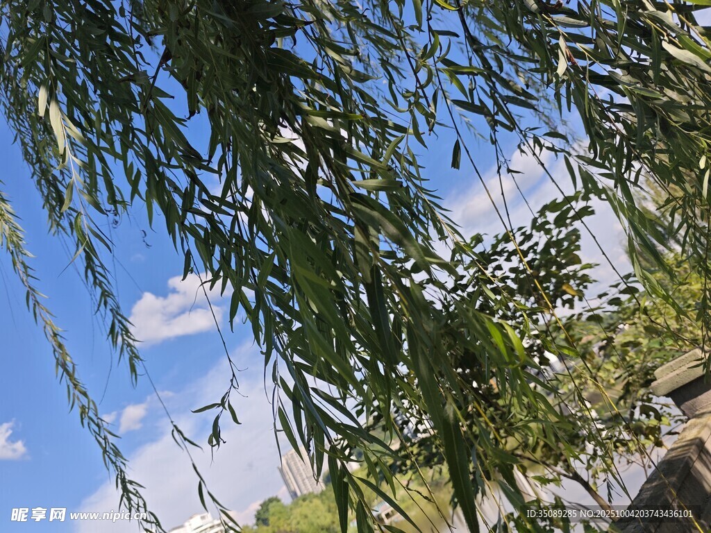 垂柳映蓝天绿意盎然