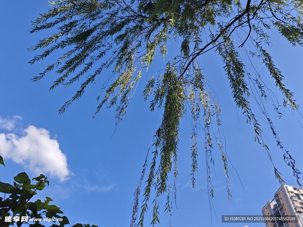 蓝天下垂柳摇曳