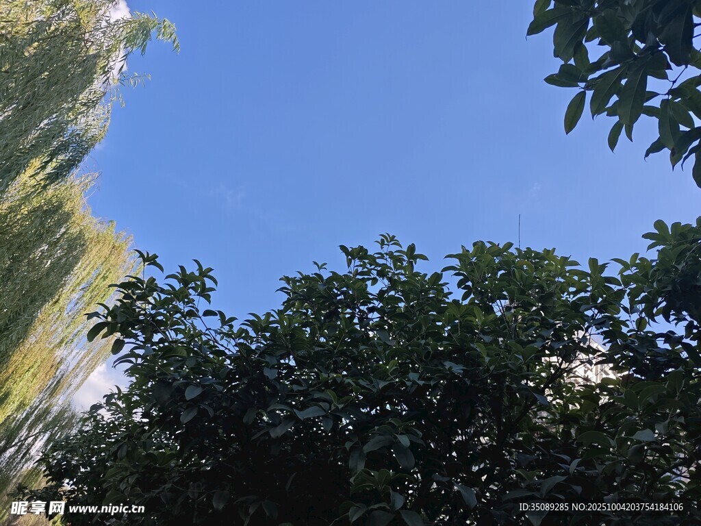 蓝天绿树间的自然景致