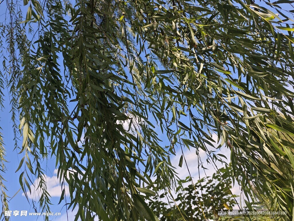 蓝天垂柳景