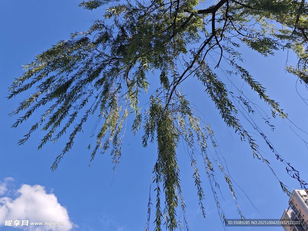 蓝天垂柳清新自然景致