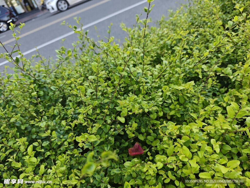 路边繁茂的绿色灌木丛