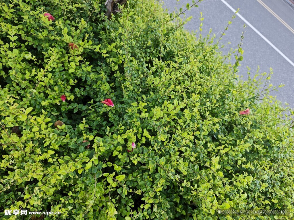 路边繁茂绿植景观