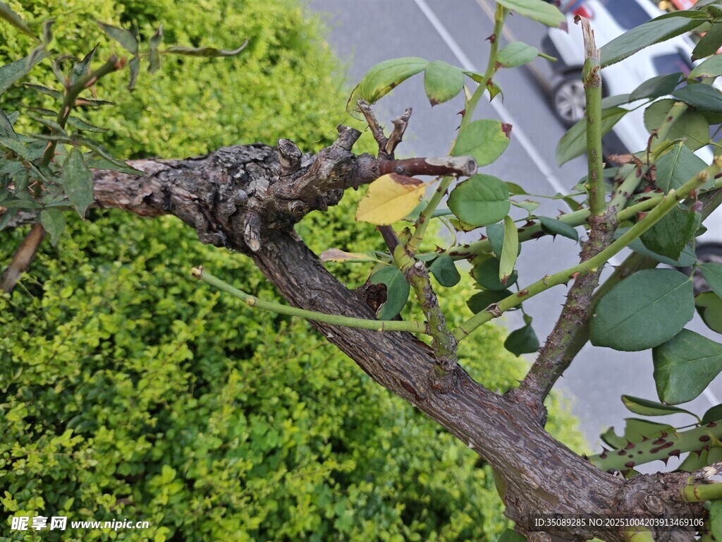 枝头绿叶间的独特景致