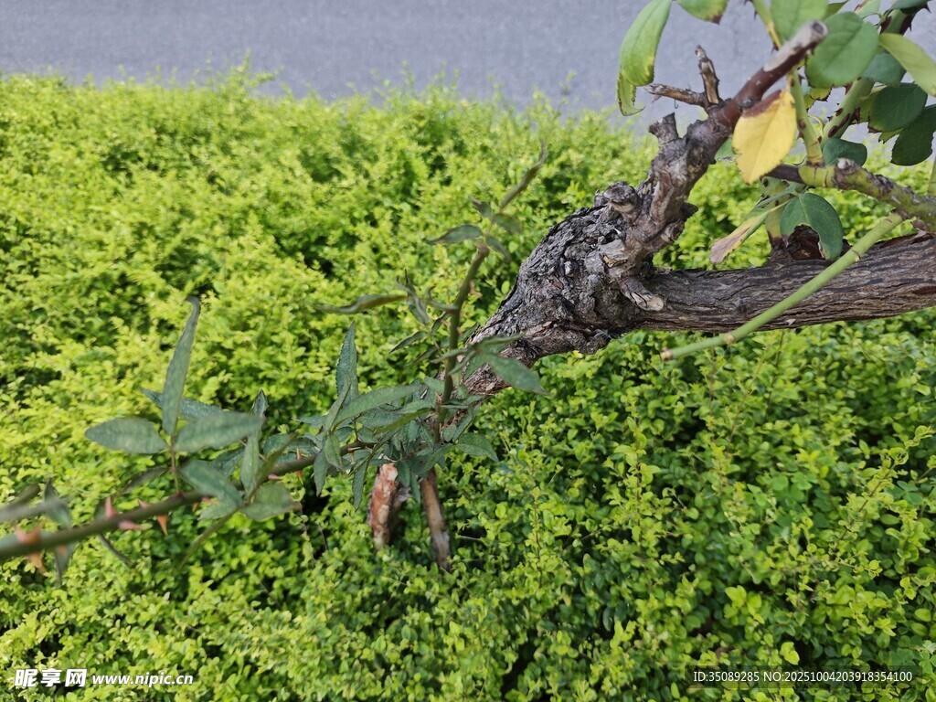 树枝上的松鼠