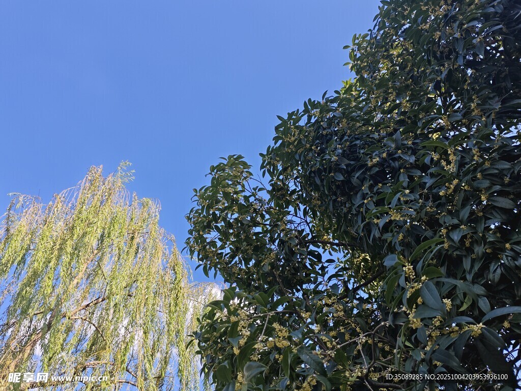 蓝天绿树相映成趣