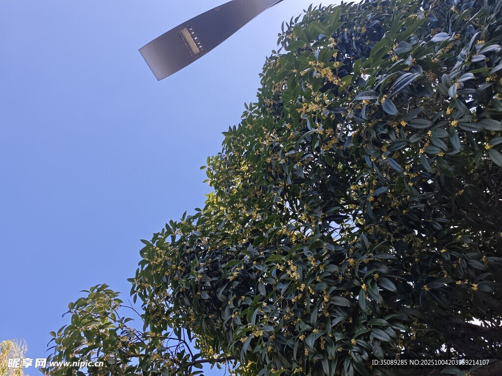 树梢上的飞机