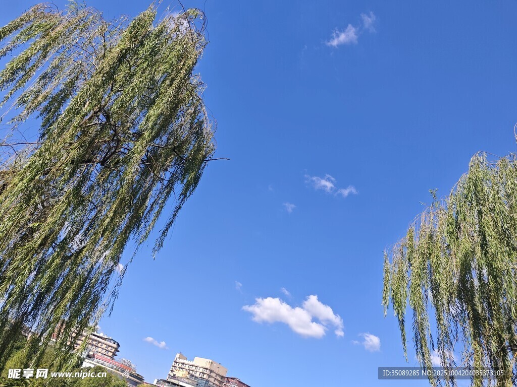 蓝天垂柳美景