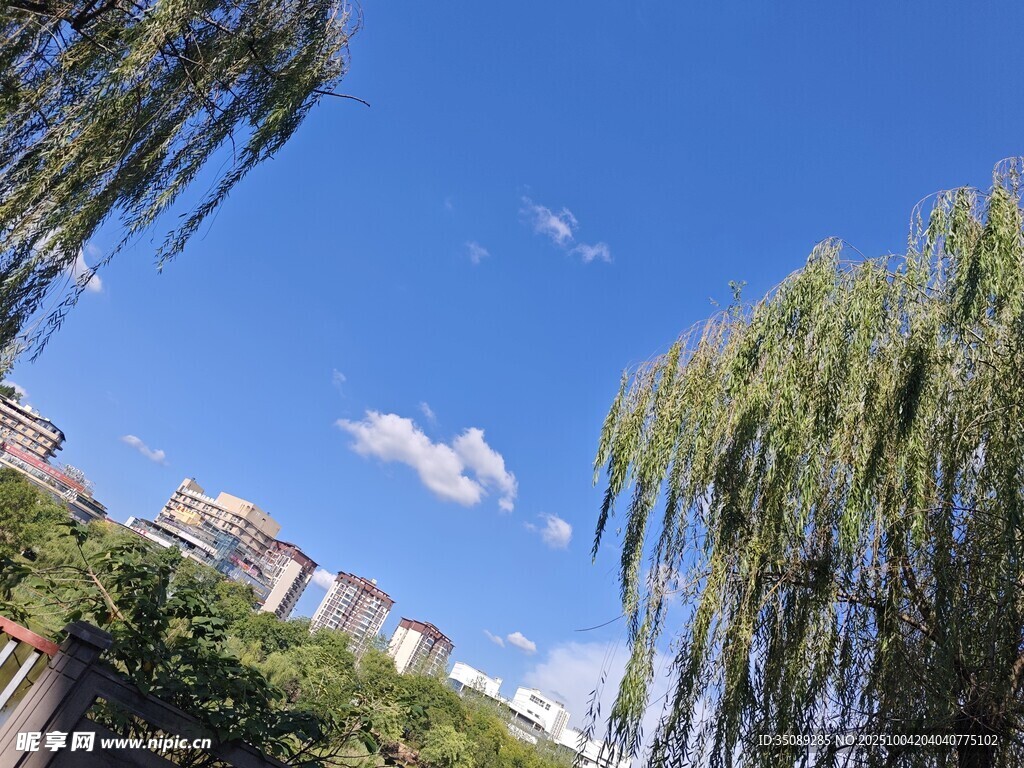 蓝天垂柳下的城市景致