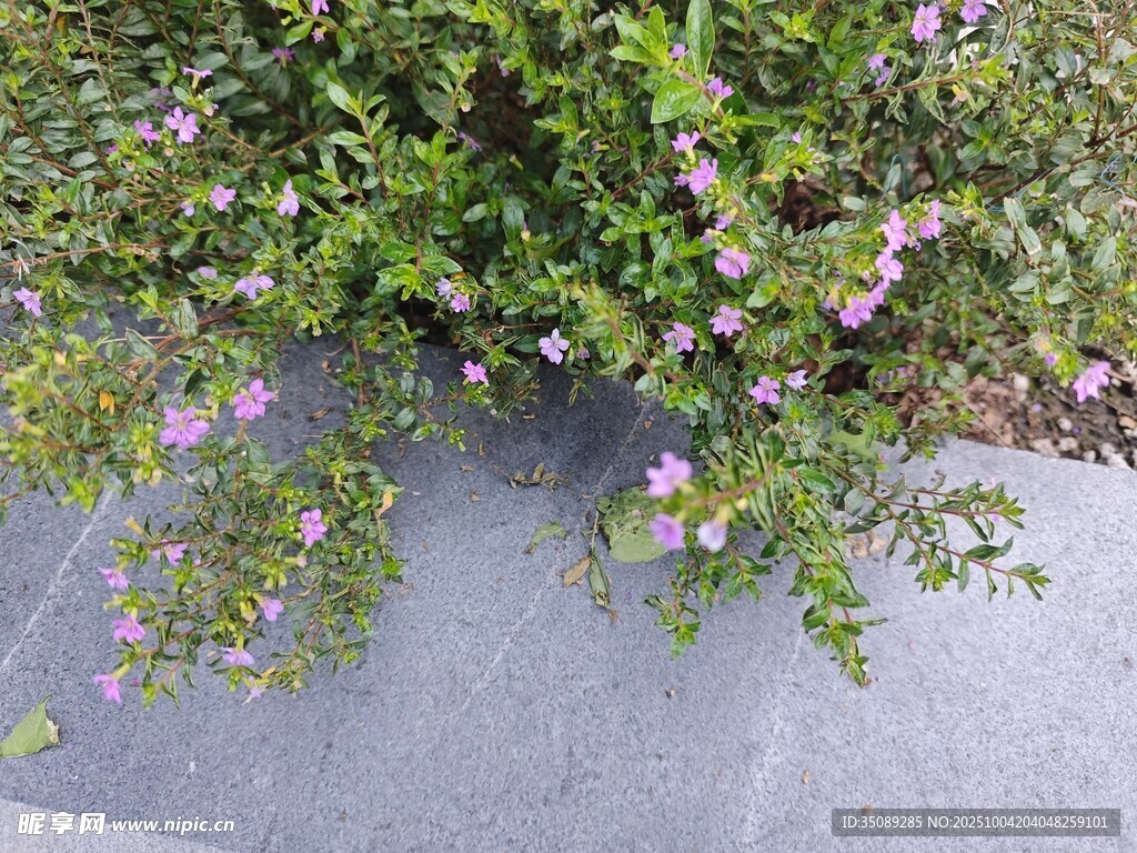墙边绽放的粉色小花