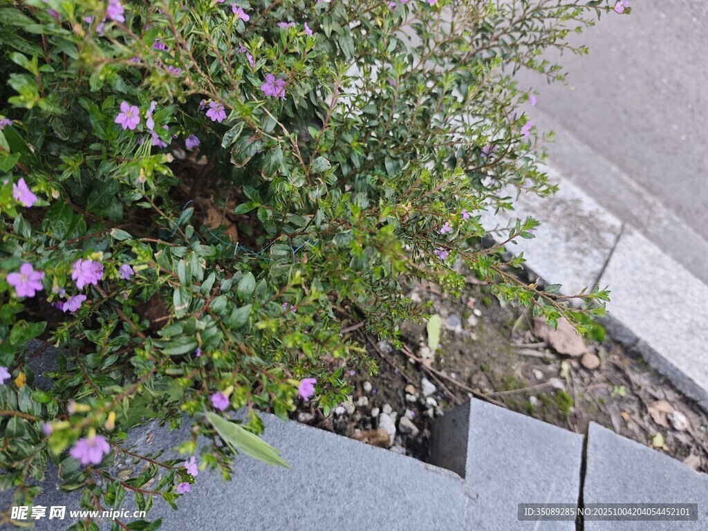 路边绽放的紫色小花