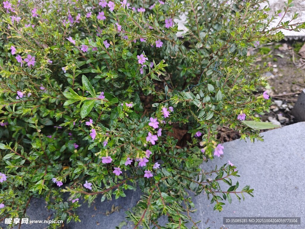繁茂紫花绿植景观