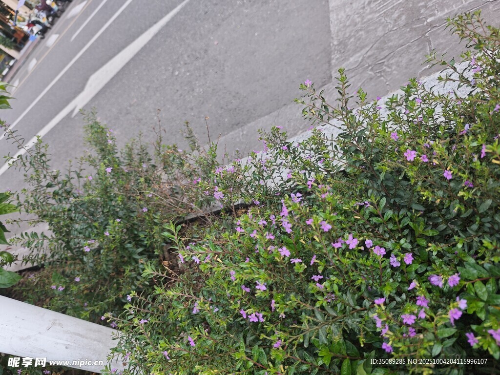 路边绽放的紫色小花