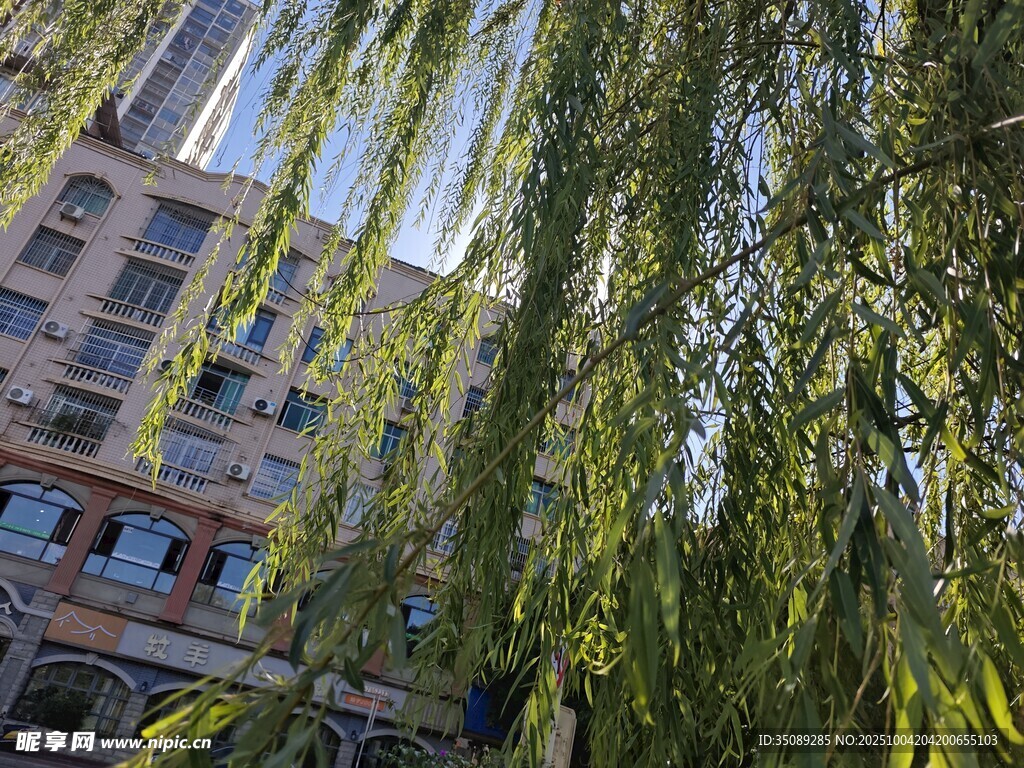 垂柳下的城市建筑景观