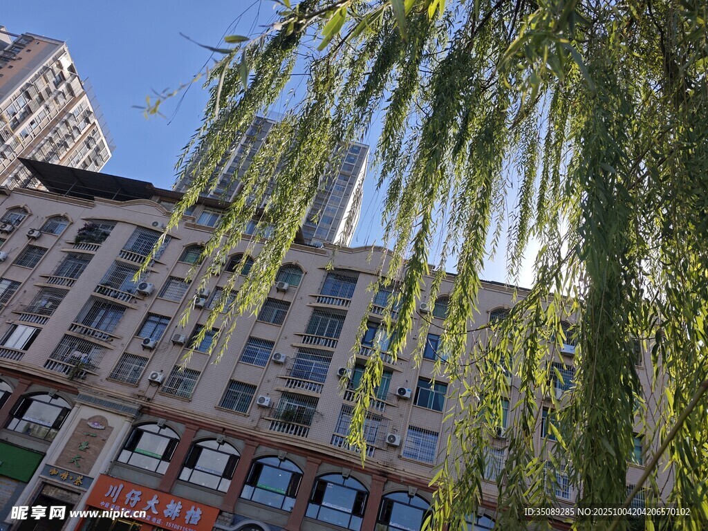 垂柳下的城市建筑景观