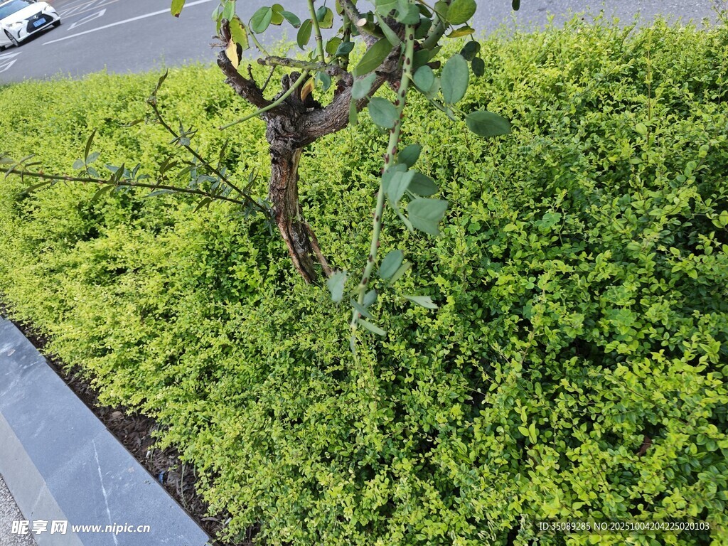 路边绿植中的独立小树