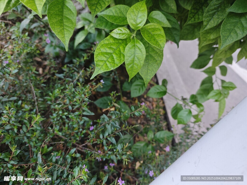 墙边翠绿植物生机盎然