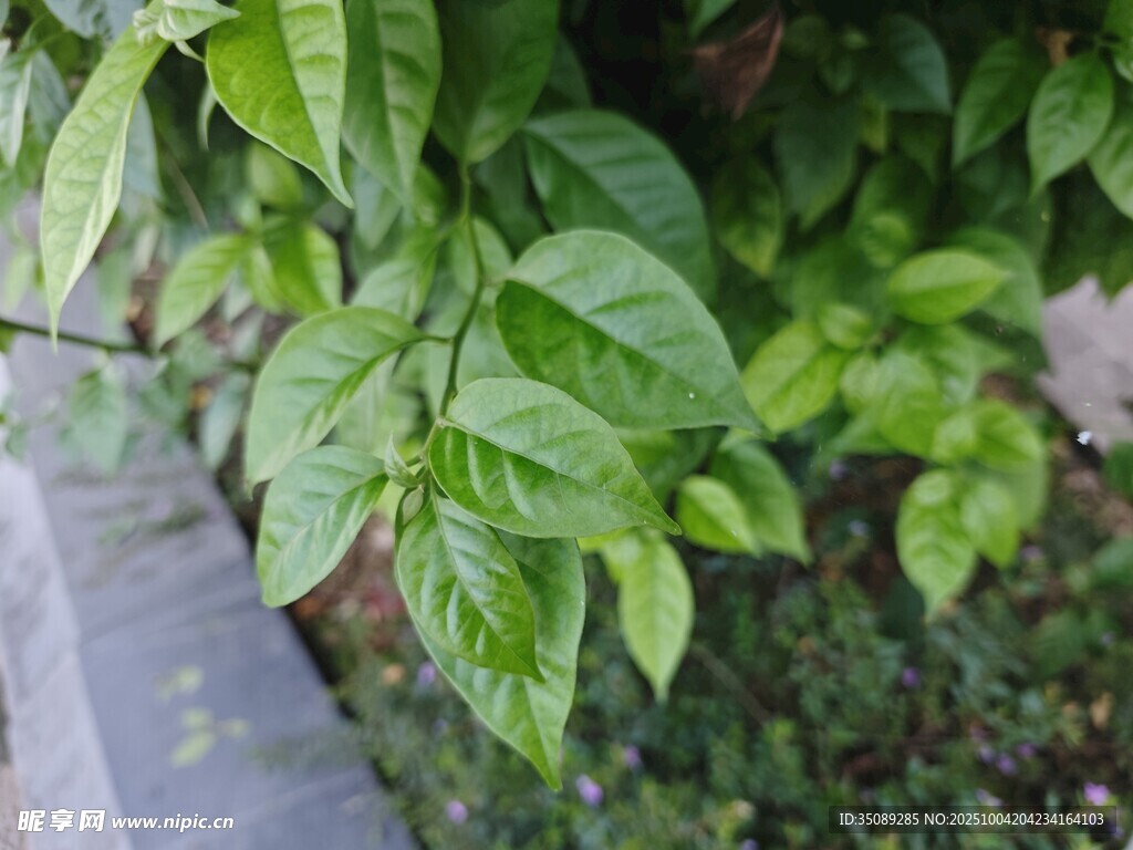 翠绿叶片展现自然生机