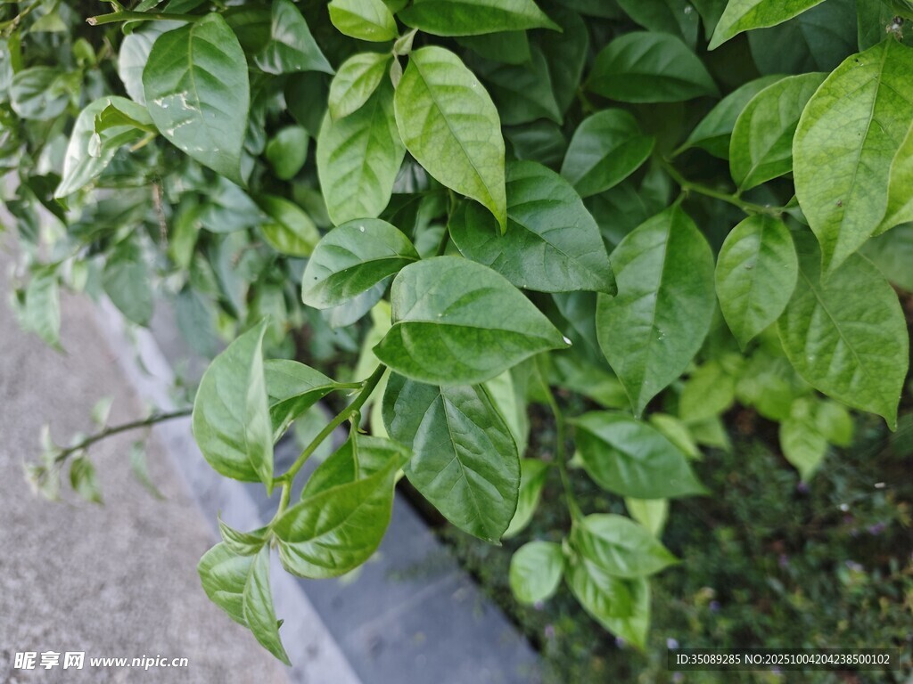 绿叶繁茂的植物景观