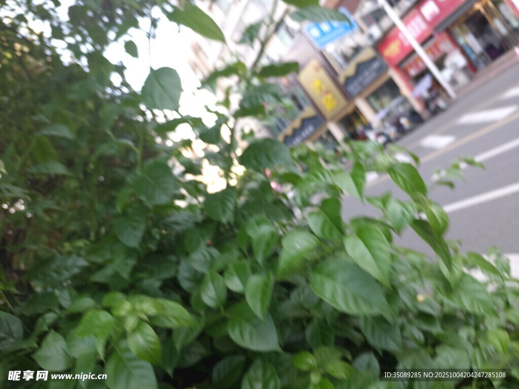 路边绿植