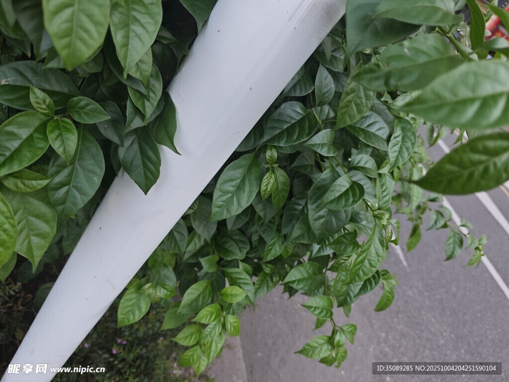 垂直绿植墙绿意盎然