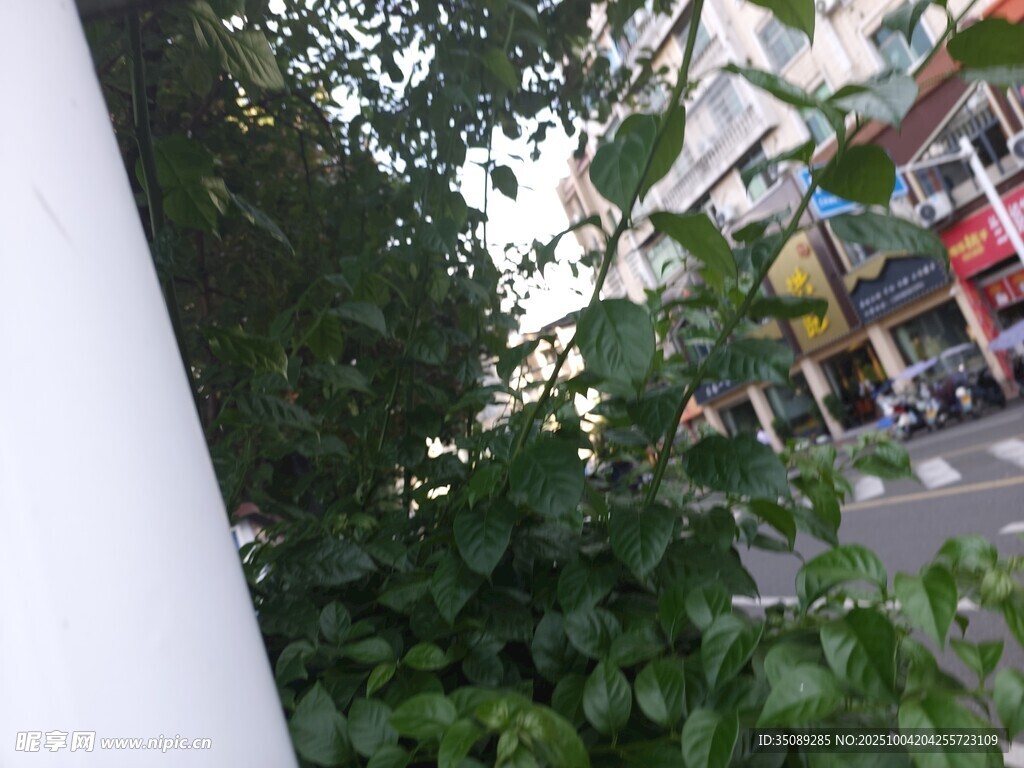 街边绿植与建筑物一角