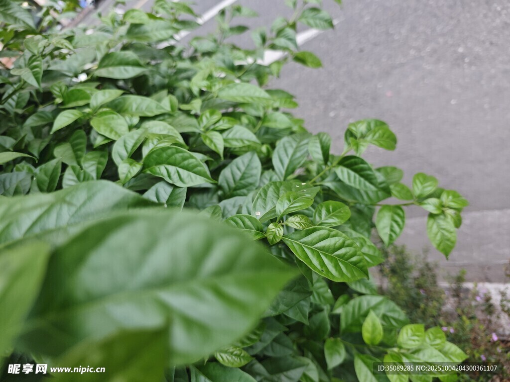 绿叶繁茂的生机景象