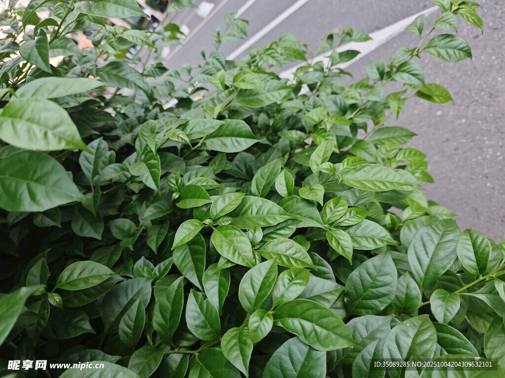 茂盛绿植近景