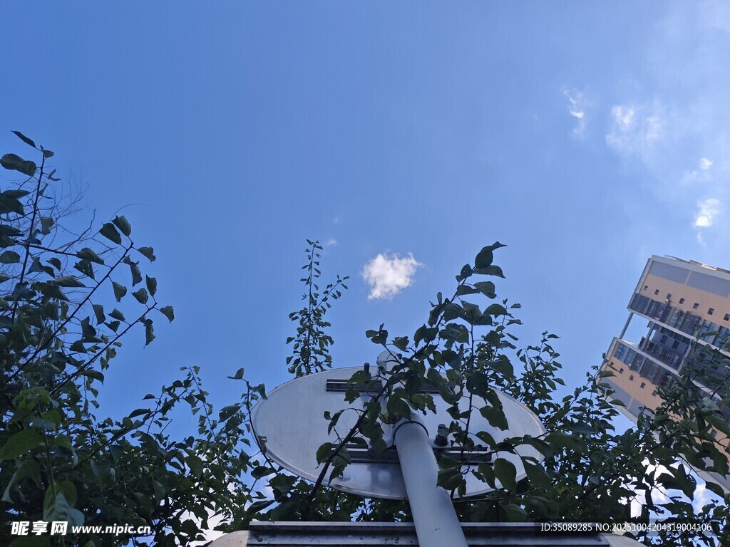 蓝天绿树间的城市景象