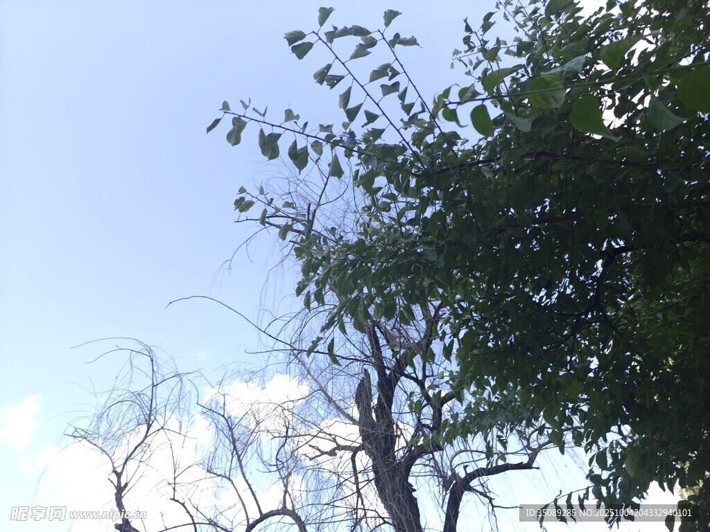 蓝天绿树景致