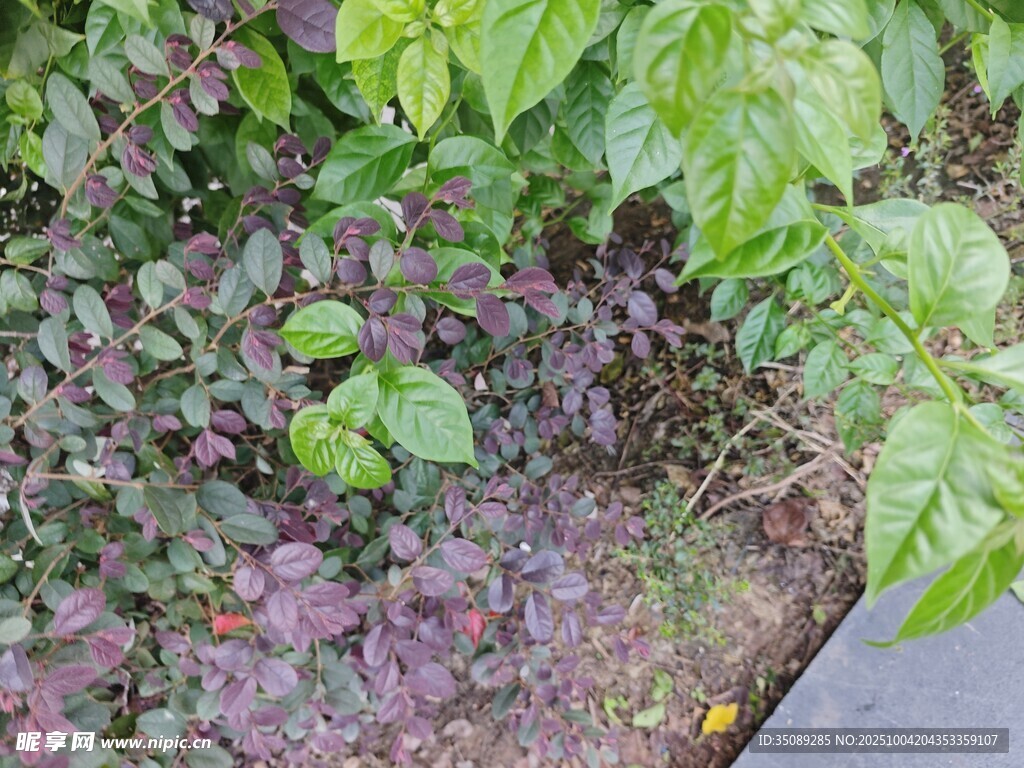 绿叶与紫叶植物景观