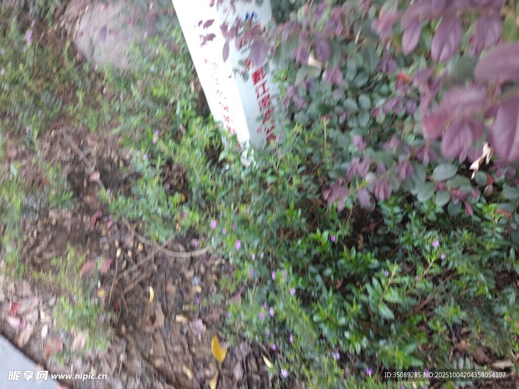 路边绿植景观