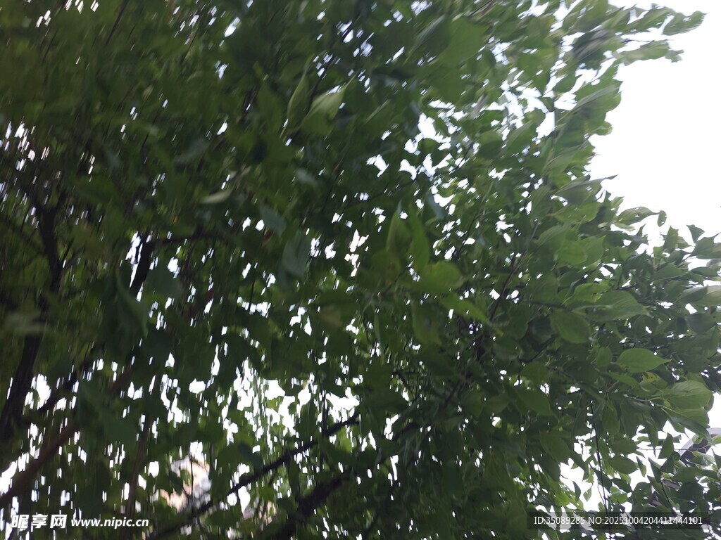 繁茂绿树枝叶葱茏