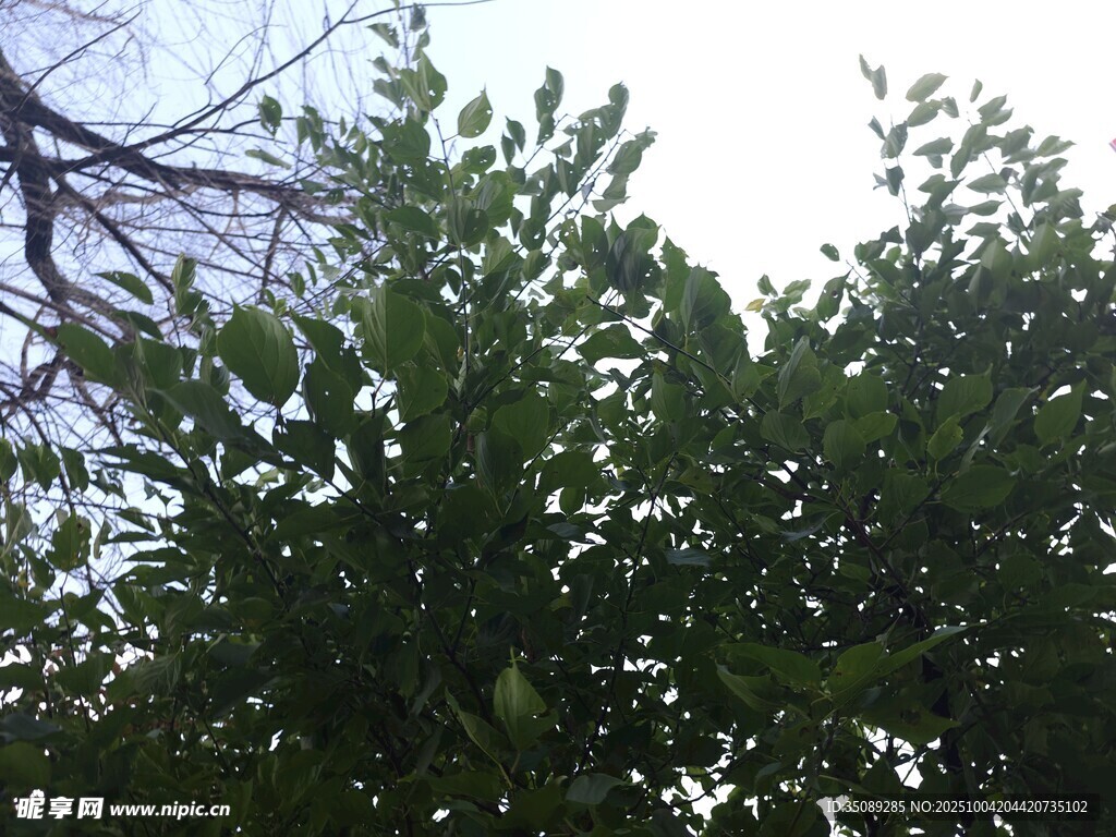 繁茂绿树枝叶葱茏