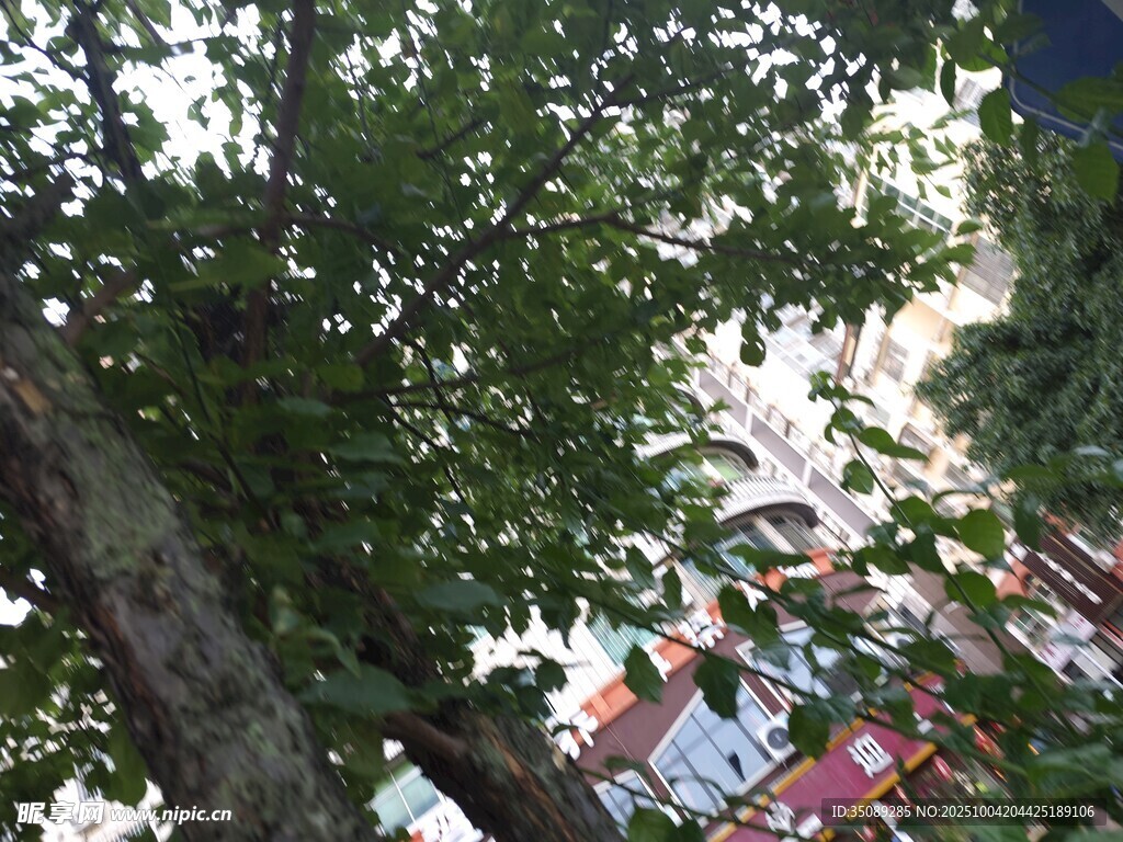 仰视视角下茂盛的绿树