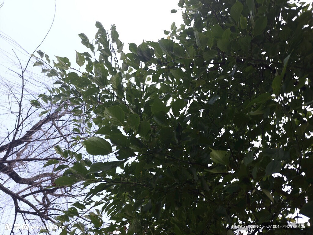 仰视茂密枝叶