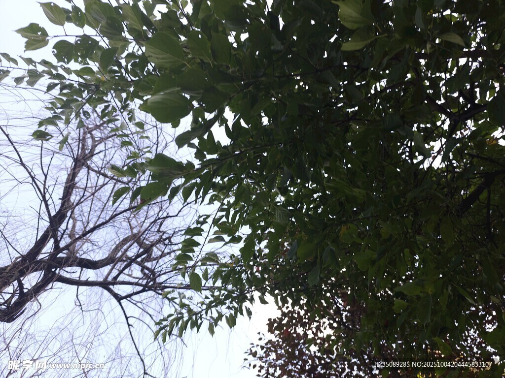 仰视繁茂树枝与天空