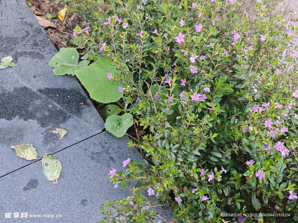 石板旁的花草与落叶