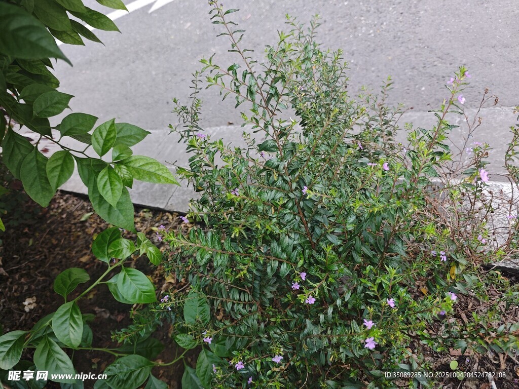 路边生长的绿色植物