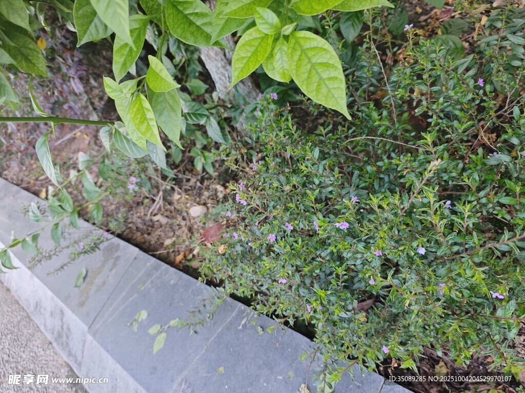 墙边绿植景观