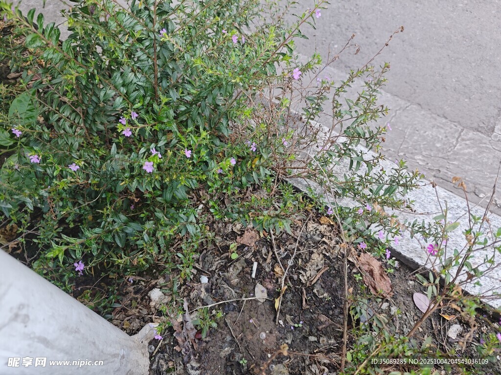 路边绿植与裸露土地景象