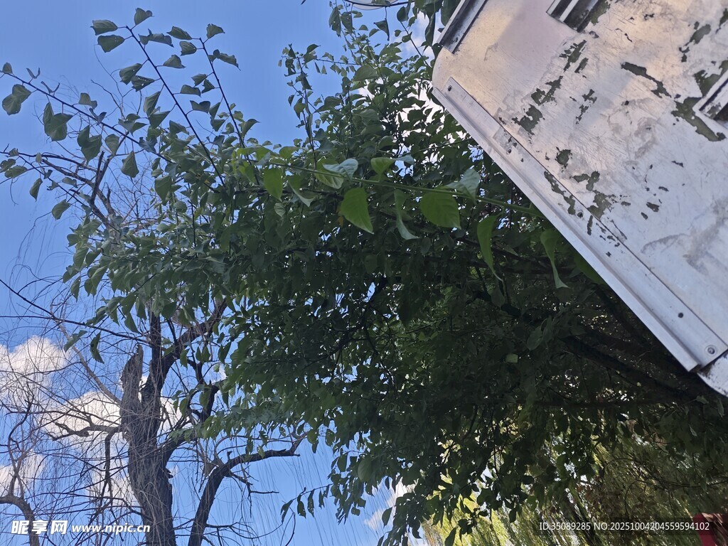 蓝天绿树旁的建筑物一角
