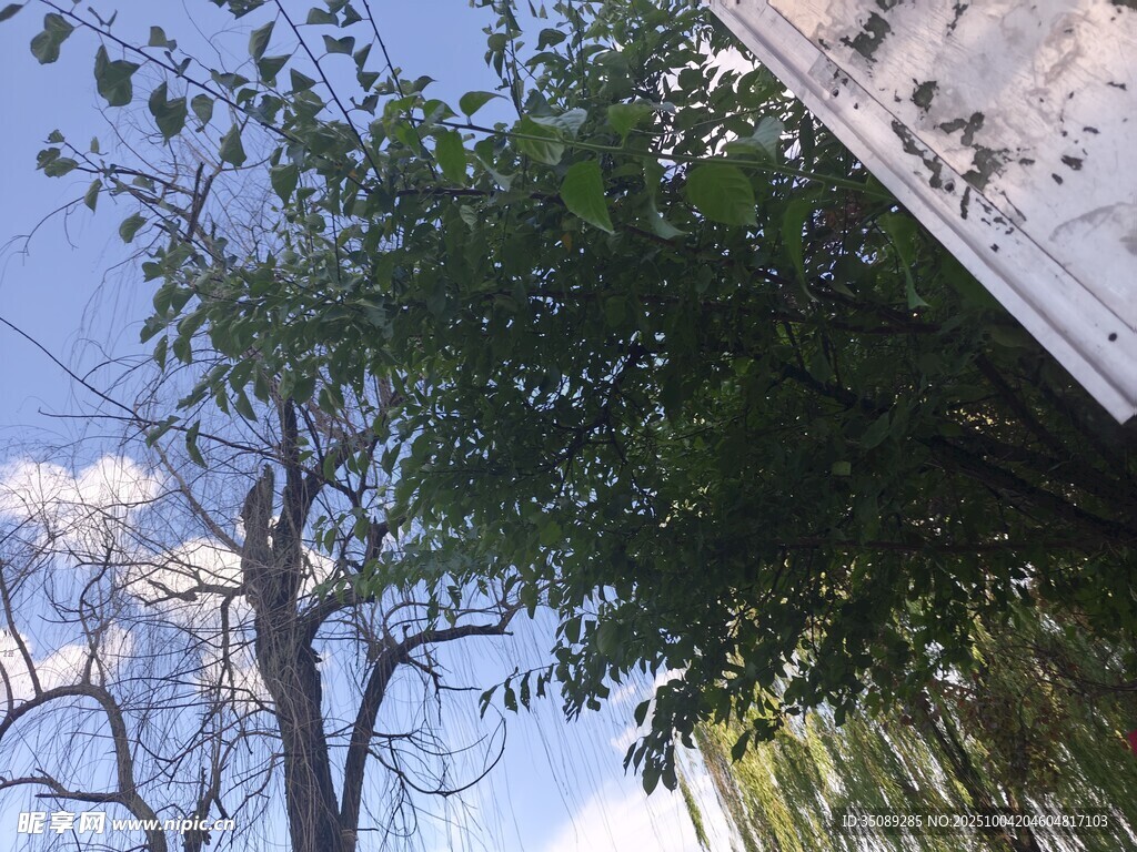蓝天绿树旁的建筑一角