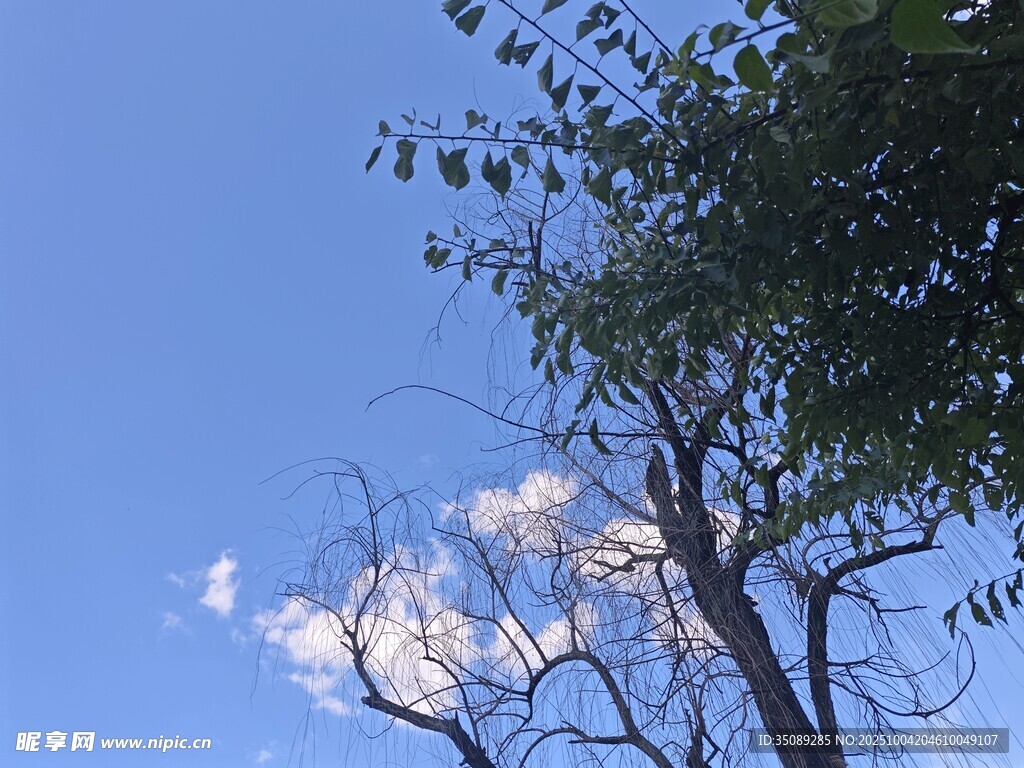蓝天绿树间的白云