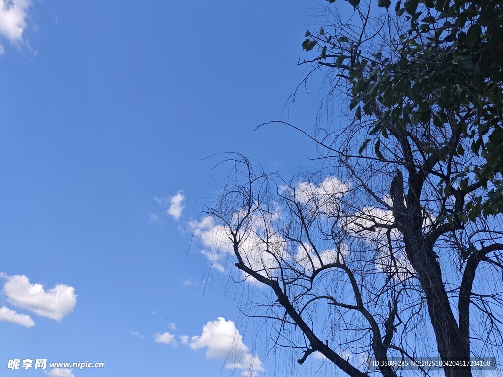 蓝天树木间的悠然景致