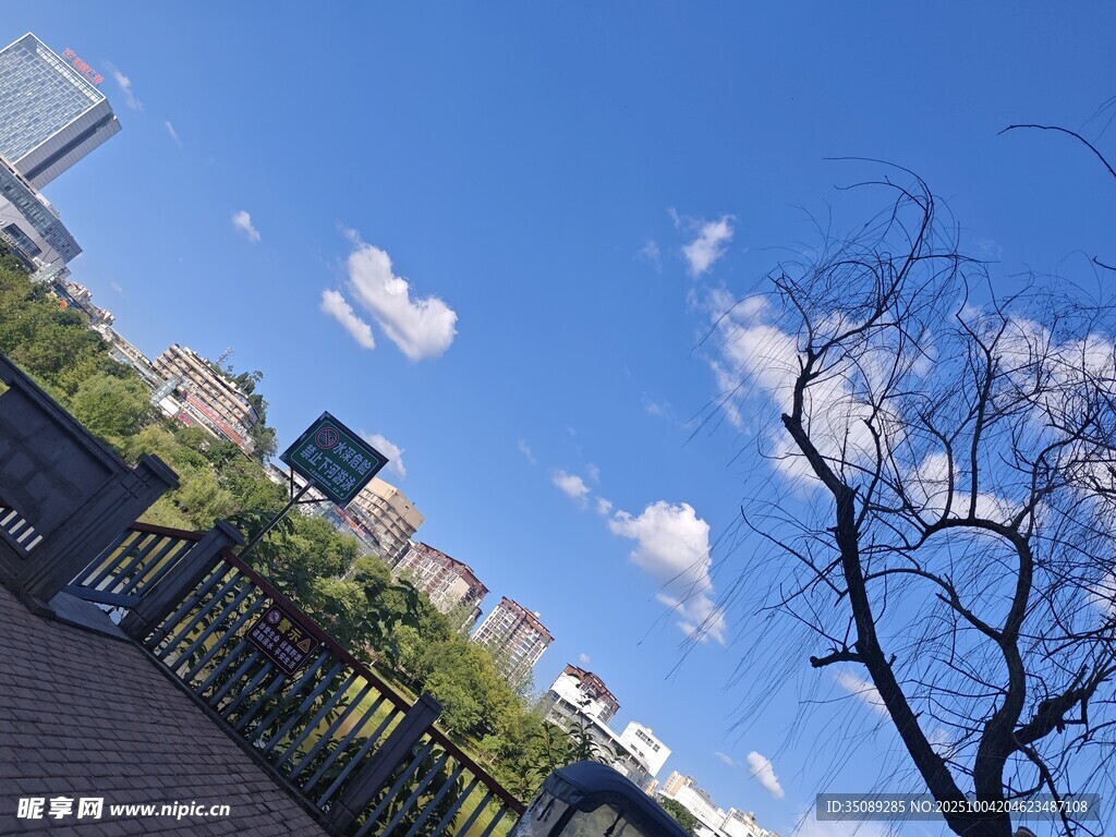 蓝天绿树旁的光秃树枝