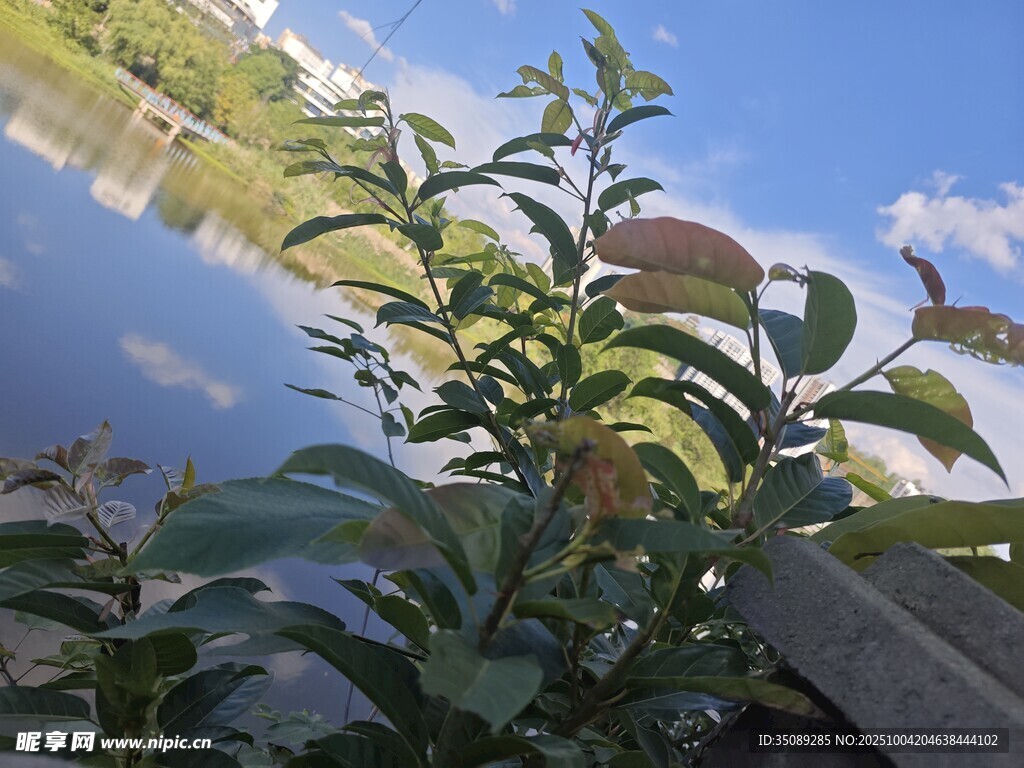 湖畔绿植映蓝天